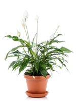 Растение Gorshki Спатифилум 70*17 зелёный (000004361), 17, 70