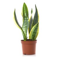 Растение Gorshki Сансевиерия 50 см, диаметр 14 см, 14, 50