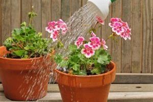 Когда и как нужно поливать растения