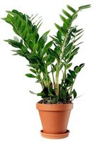 Растение Gorshki Замиокулькас 100*24 зелёный (000004360), 24, 100, 999
