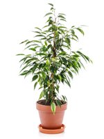Растение Gorshki Фикус Бенжамина 150*26 зелёный (000004366), 25, 150, 999