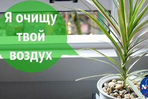 Какие комнатные растения нужно держать в квартире